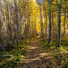 landscape 009