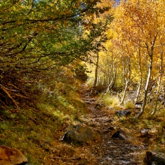 landscape 019