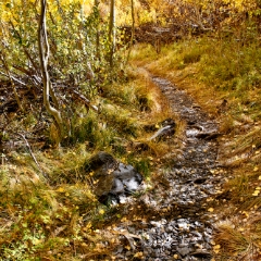 landscape 020
