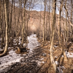 landscape 027